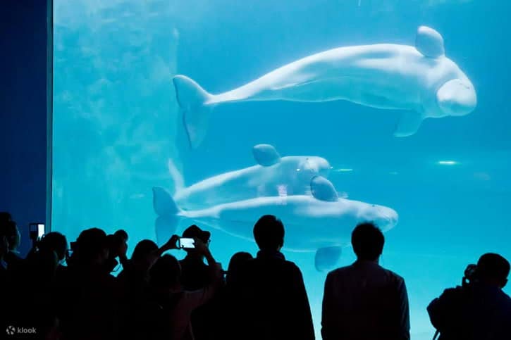 Crowd watching beluga whales at LOTTE World Seoul Aquarium