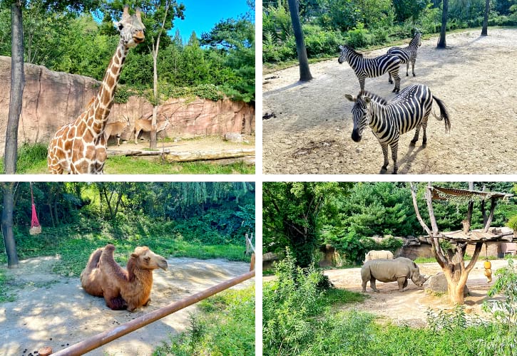 Giraffes, Zebras and Camels in Lost Valley