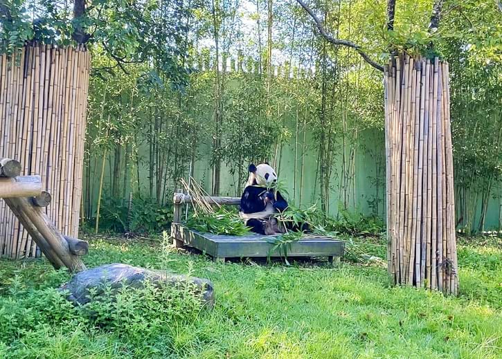 Panda Eating Bamboo