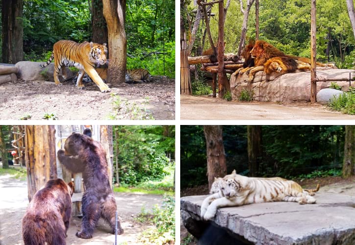 Tiger, Lions and Bears in Safari World