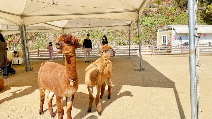 Curious alpacas greet visitors at Alpaca World in Korea