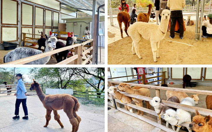 Visitors enjoy interactive moments with friendly alpacas at Alpaca World, Korea's animal haven