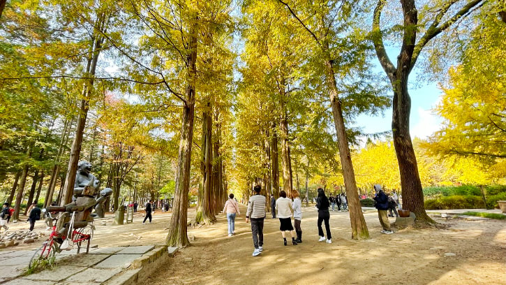 A stroll through Nami Island's towering metasequoias