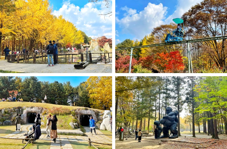 Golden ginkgo trees line the paths of Nami Island, with autumn's touch gracing each corner