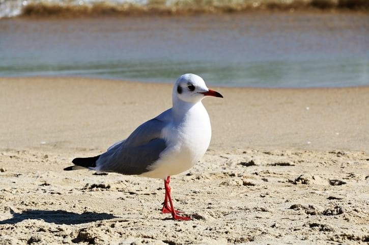 Bird on Haeundae Beach