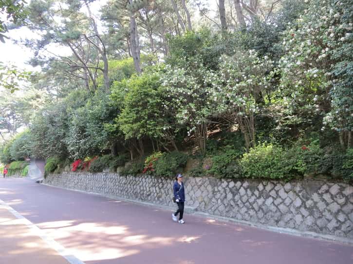 Dongbaekseom Island Walking Trails