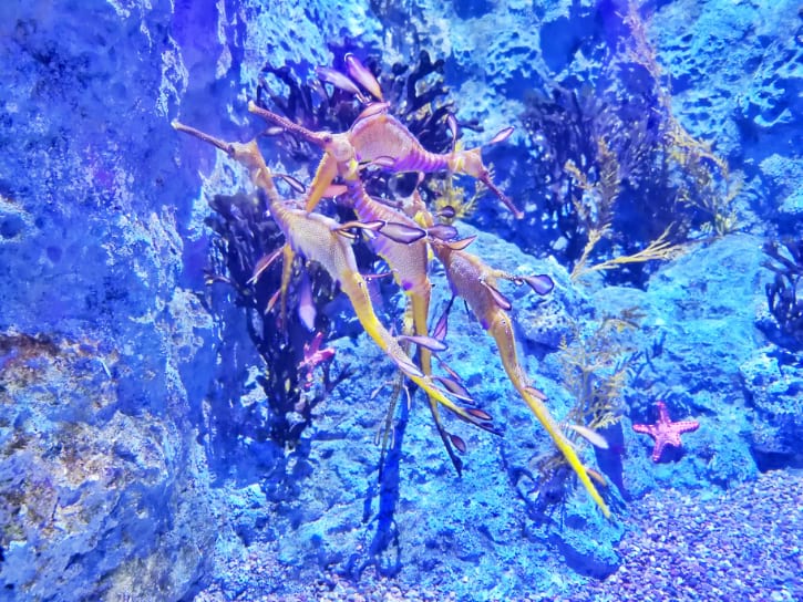 Leafy sea dragons