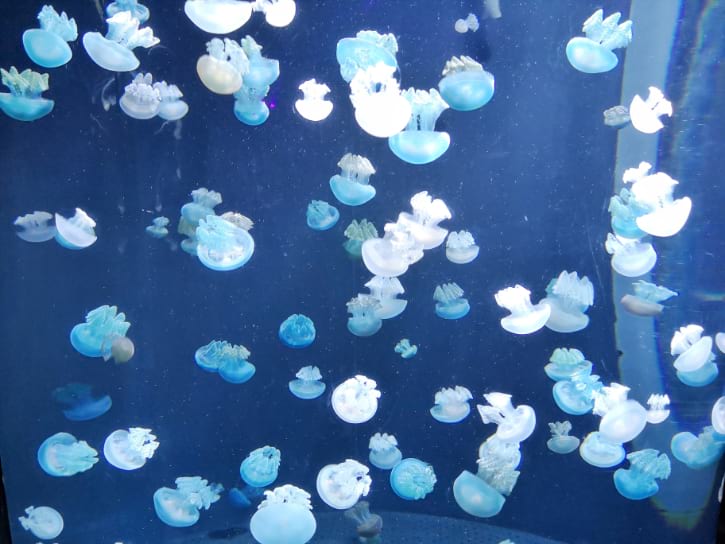 Blue blubber jellyfish floating in a tank, like a cloud of underwater balloons