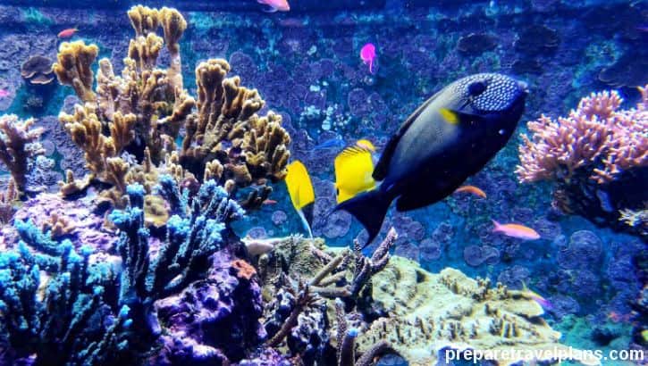 SEA Aquarium Singapore Review: What to See and How to Go?