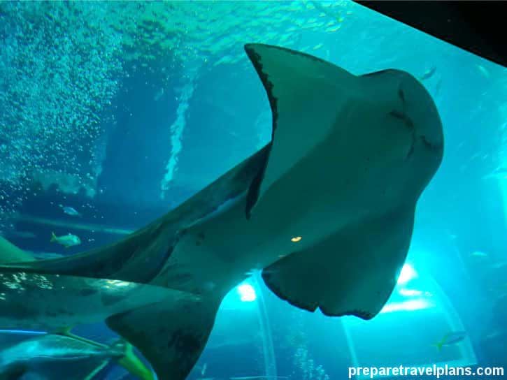 manta ray aquarium