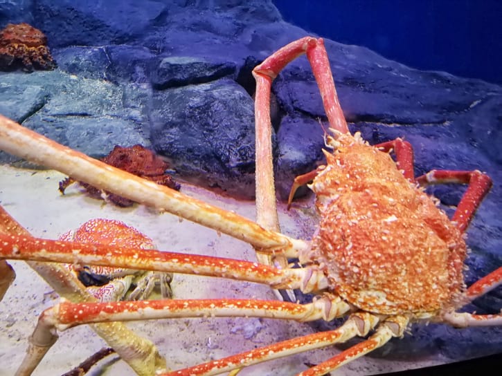 A giant spider crab with long legs and a spiky shell