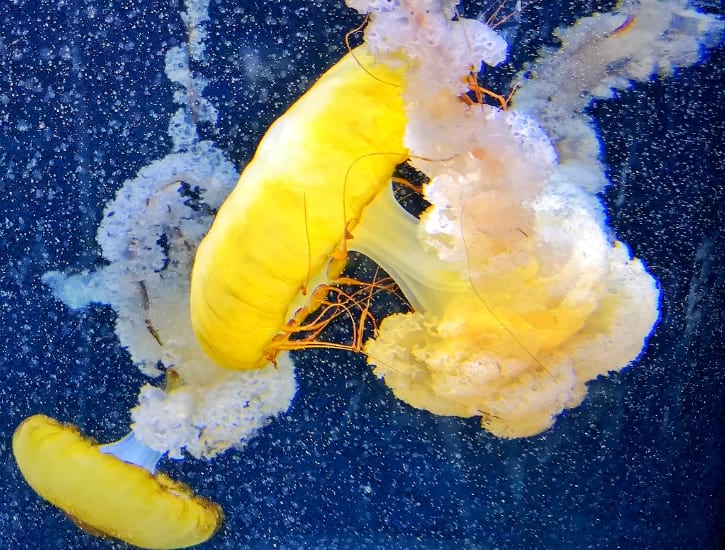 Bright shades of Pacific sea nettle