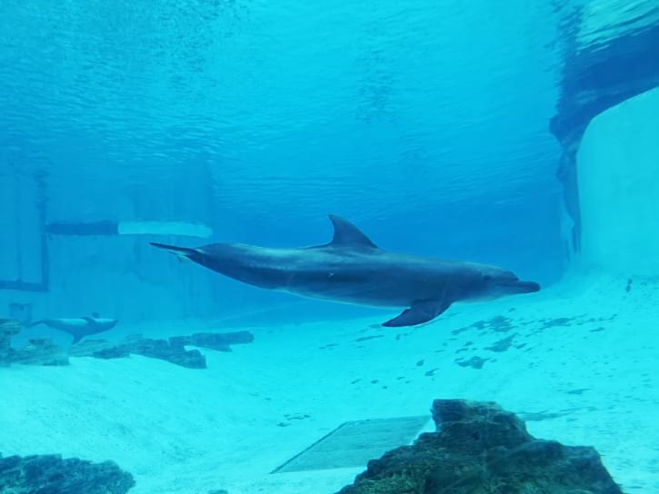 An Indo-Pacific bottlenose dolphin swimming in the clear blue water