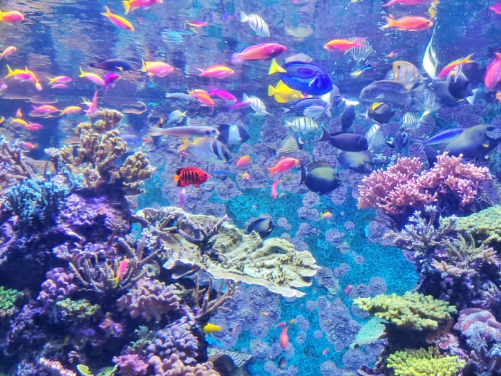 Colorful Fishes and Corals at SEA Aquarium Singapore