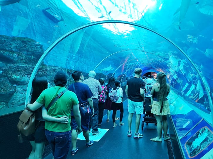 People walking through a curved glass tunnel looking at large fish and sharks swimming overhead