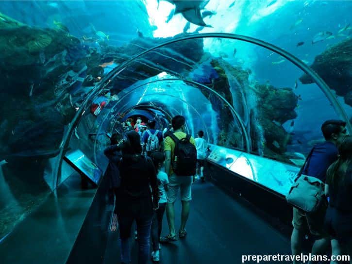 SEA Aquarium Singapore Review: What to See and How to Go?