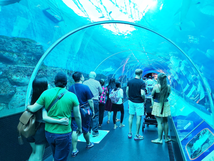 Immersive experience in the S.E.A. Aquarium Singapore tunnel, surrounded by marine life