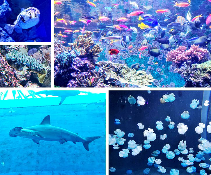 Spectacular marine life including vibrant fish species, colorful corals, and awe-inspiring sharks at Sentosa aquarium