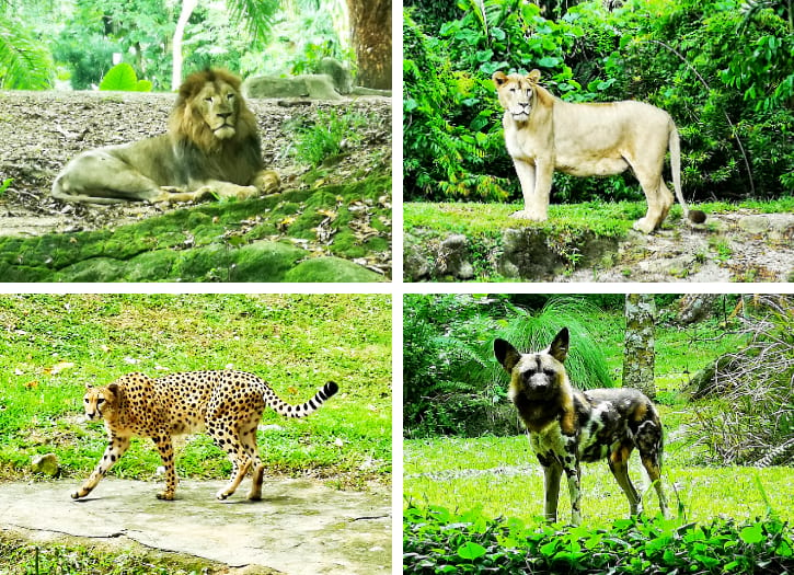 African Lions, Cheetahs and African Painted Dogs