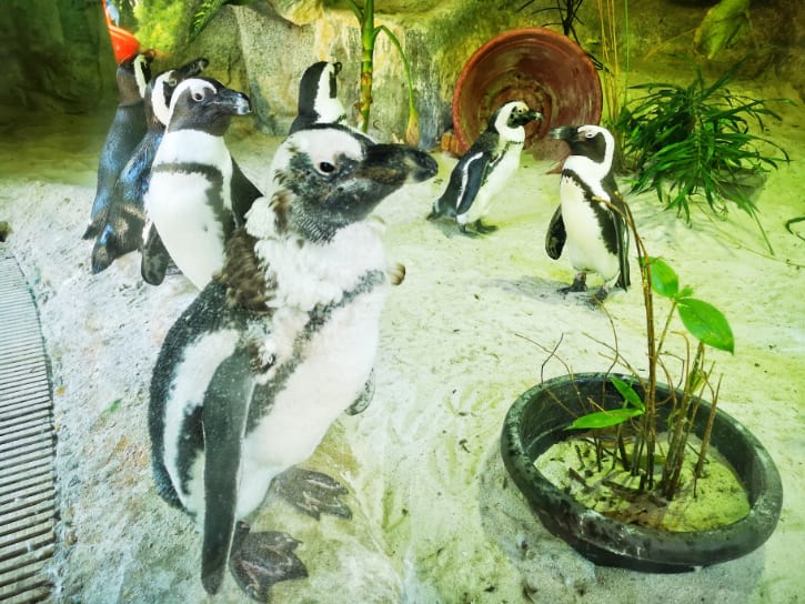 African Penguins