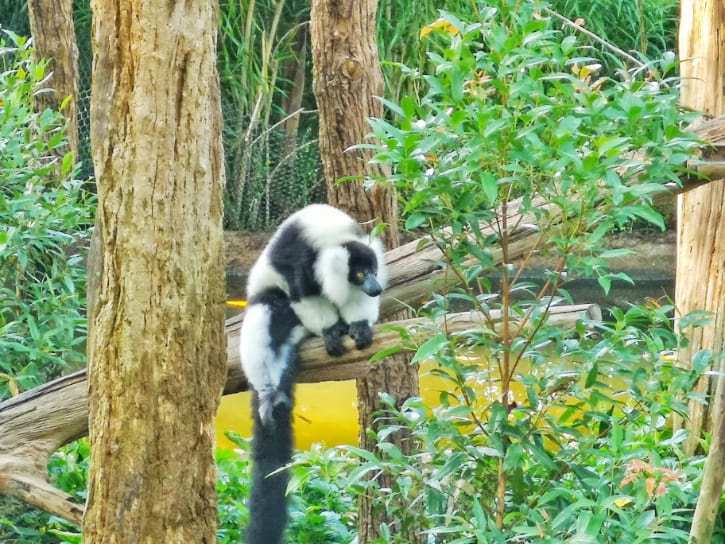 Black-and-white Ruffed Lemurs