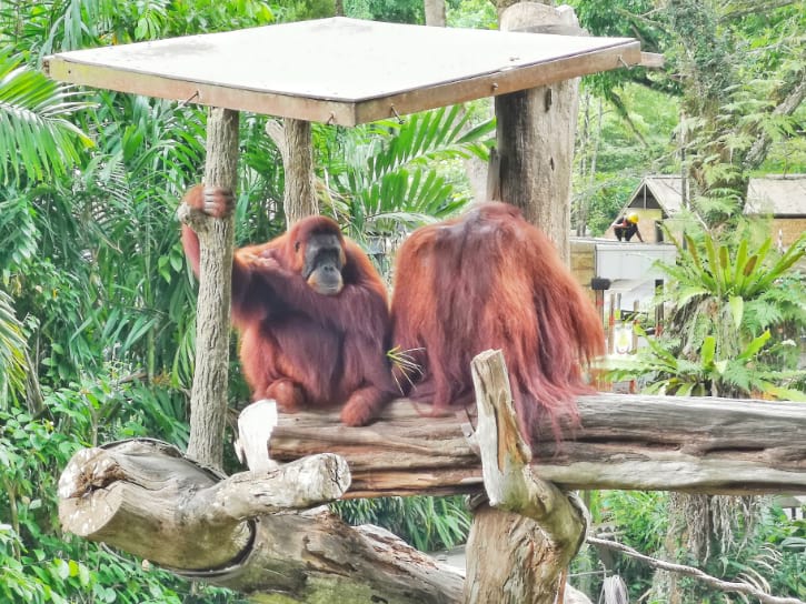 Bornean Orangutans