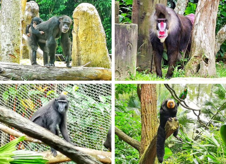 Chimpanzees, Mandrills, Celebes Crested Macaques and White-faced Saki Monkeys