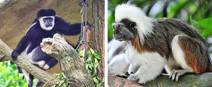 Colobus Monkeys and Cotton-top Tamarins