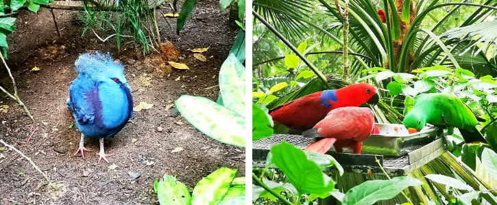 Common Crowned Pigeons and Eclectus Parrots