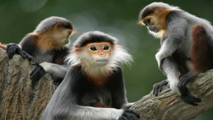 Douc Langurs