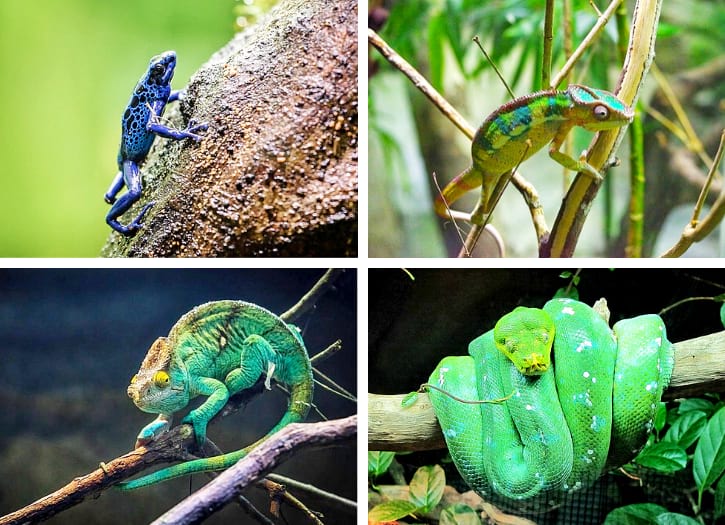 Dyeing Poison Frog, Panther Chameleon, Parson’s Chameleon and Green Tree Python