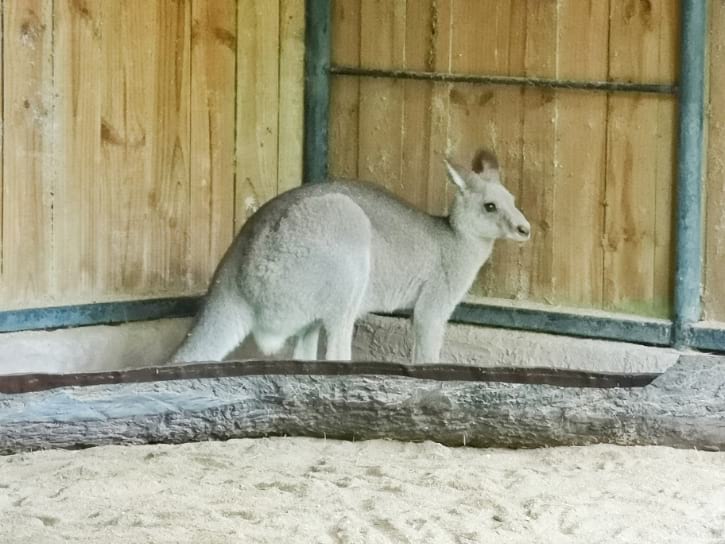 Grey Kangaroos