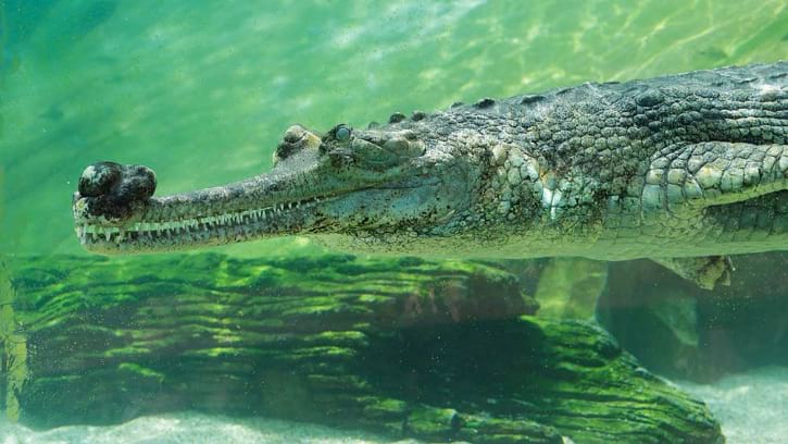 Indian Gharials