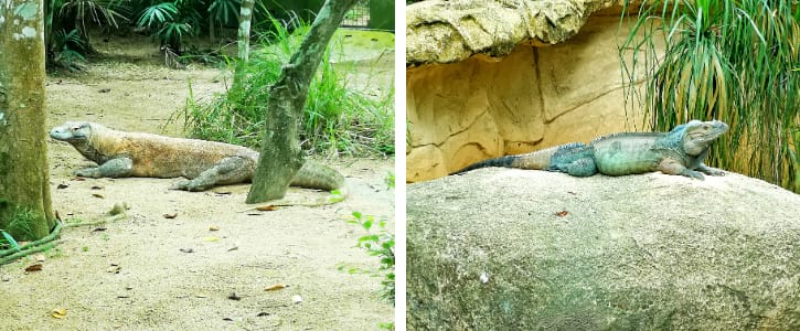 Komodo Dragons and Horned Lizards