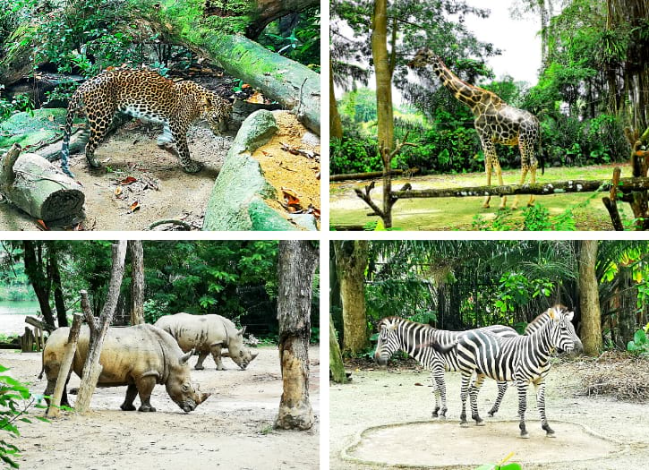 Leopards, Giraffes, White Rhinoceros and Zebras