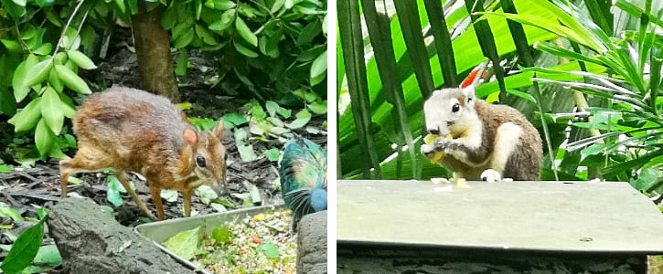 Lesser Mousedeer and Squirrel