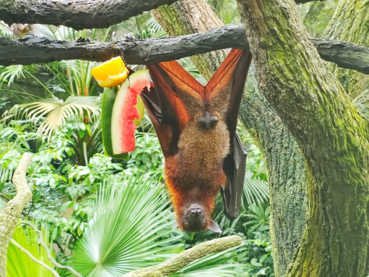 Malayan Flying Foxes