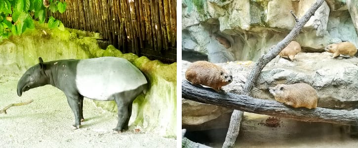 Malayan Tapirs and Rock Hyraxes