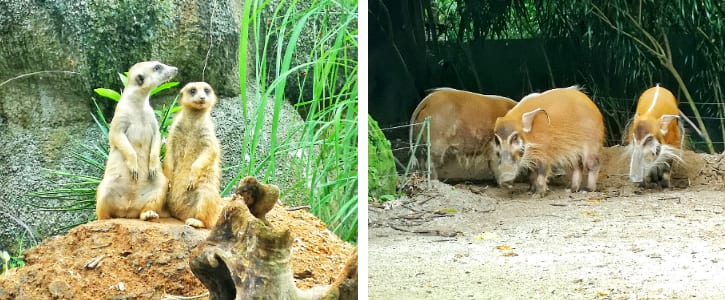 Meerkats and Red River Hogs