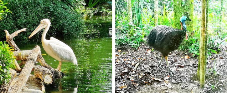 Pelicans and Cassowary