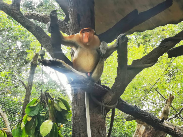 Proboscis Monkeys