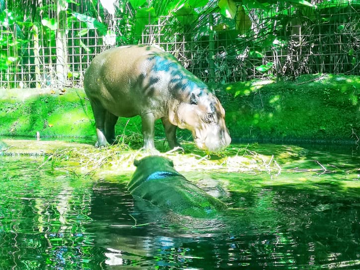 Pygmy Hippos