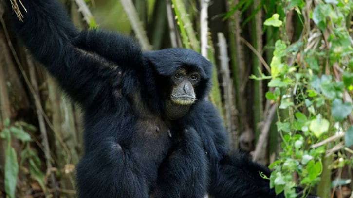 Siamang