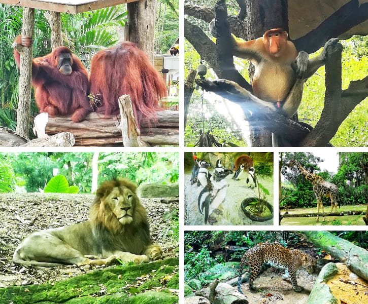 Singapore Zoo Animals