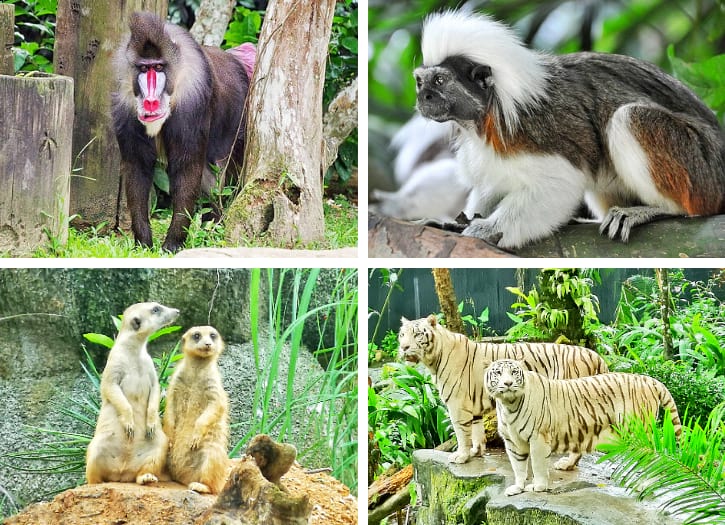 Singapore Zoo Guide