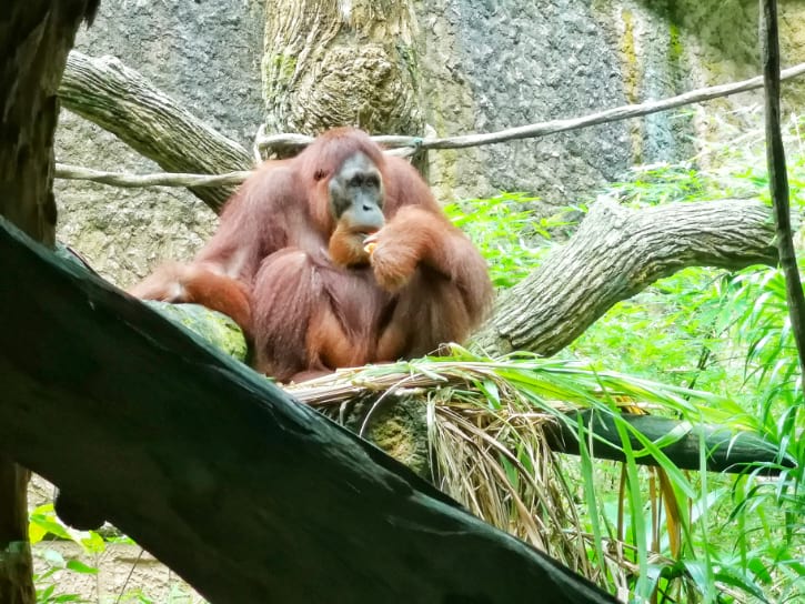 Sumatran Orangutans