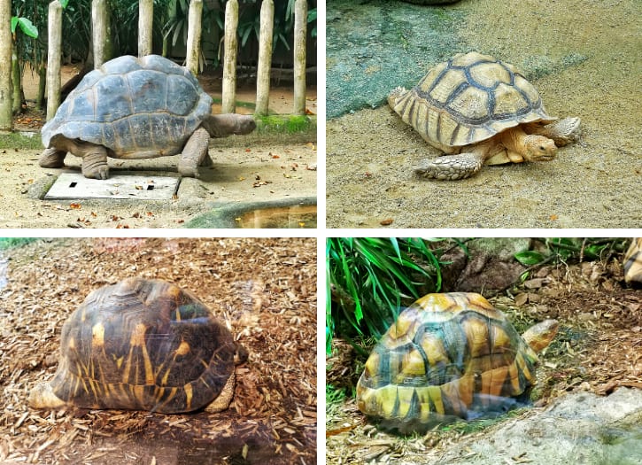 Giant Tortoises, African Spurred Tortoises, Radiated Tortoises and Ploughshare Tortoises