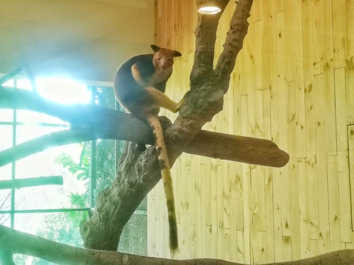 Tree Kangaroos