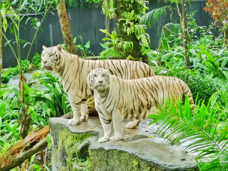 White Tigers