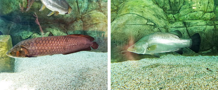 African Arowanas and Nile Perches